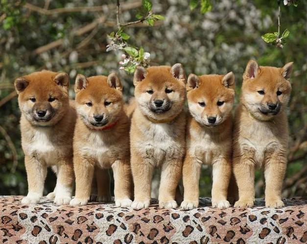 shiboo's blog